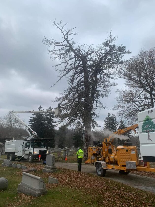 Cemetery trees removed | News, Sports, Jobs - Vimarsana News
